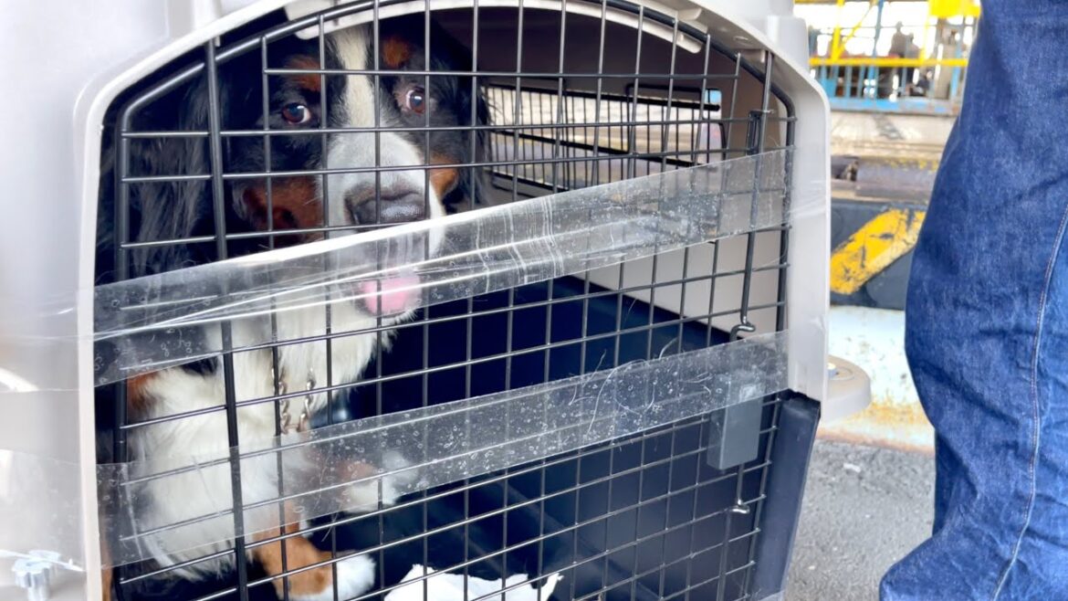 【総集編】飼い主を亡くした老犬バーニーズを保護してからの全記録 【総集編】飼い主を亡くした老犬バーニーズを保護してからの全記録