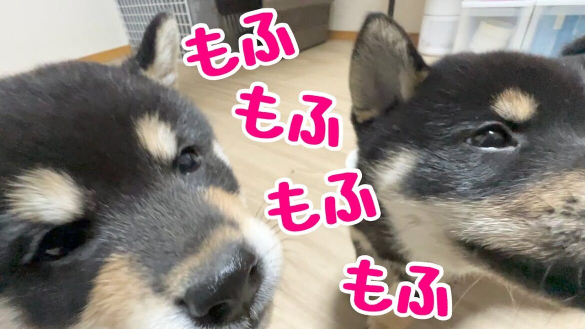 【柴犬 子犬】もふもふころころにただひたすら浸れる動画はこちら