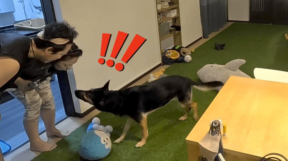 愛犬にフェイスマスクした顔を見せたところ…！【ジャーマンシェパード】