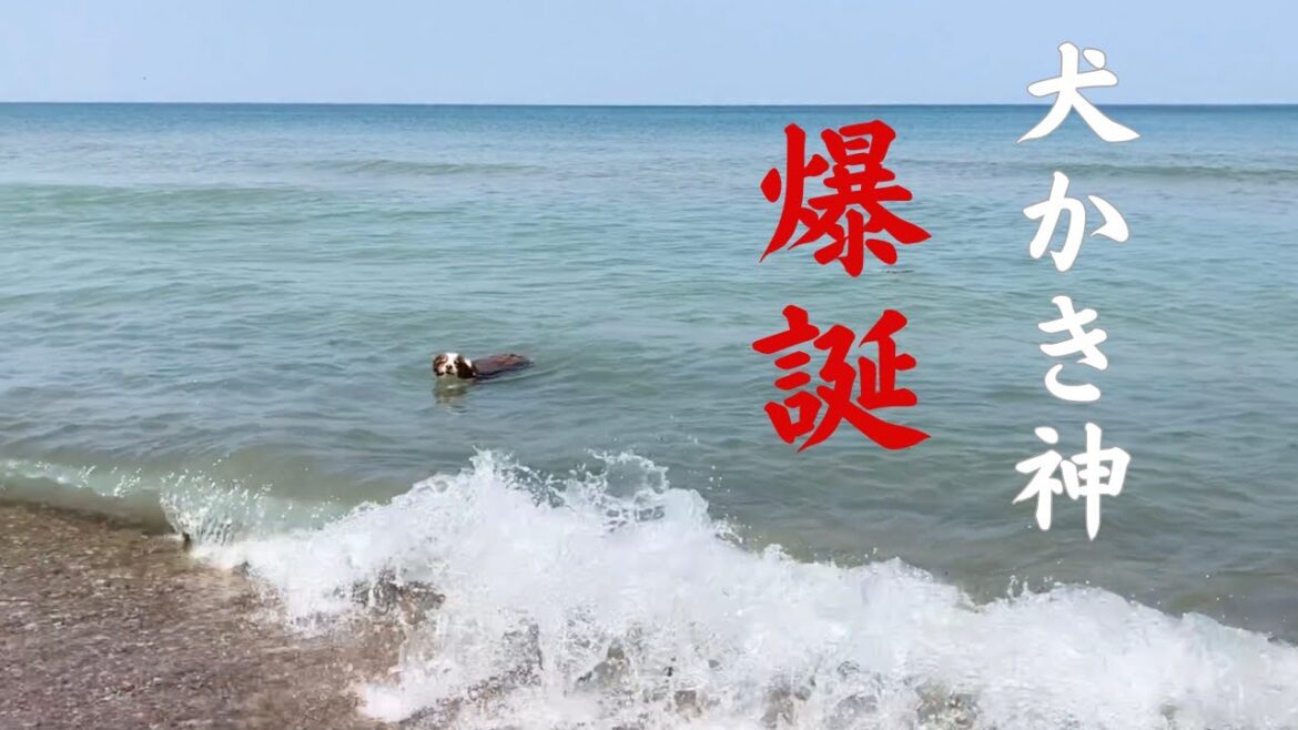 ドッグビーチではしゃぎ散らかす愛犬に事件発生｜オーストラリアンシェパード｜アメリカ