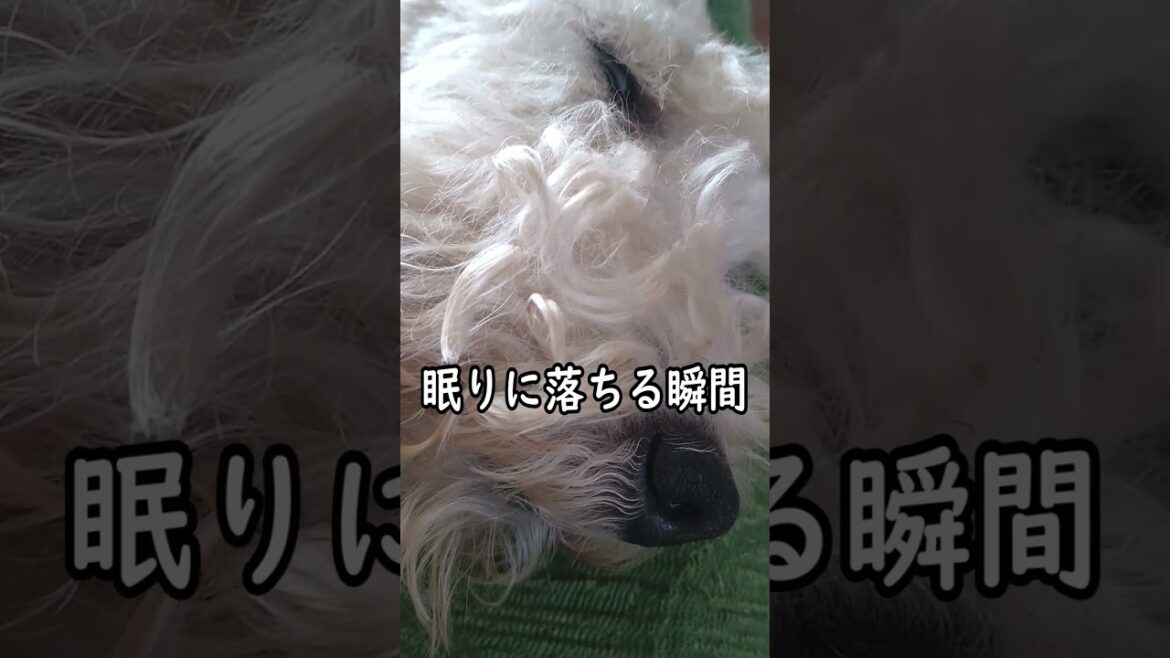 白目をむく犬　#shorts