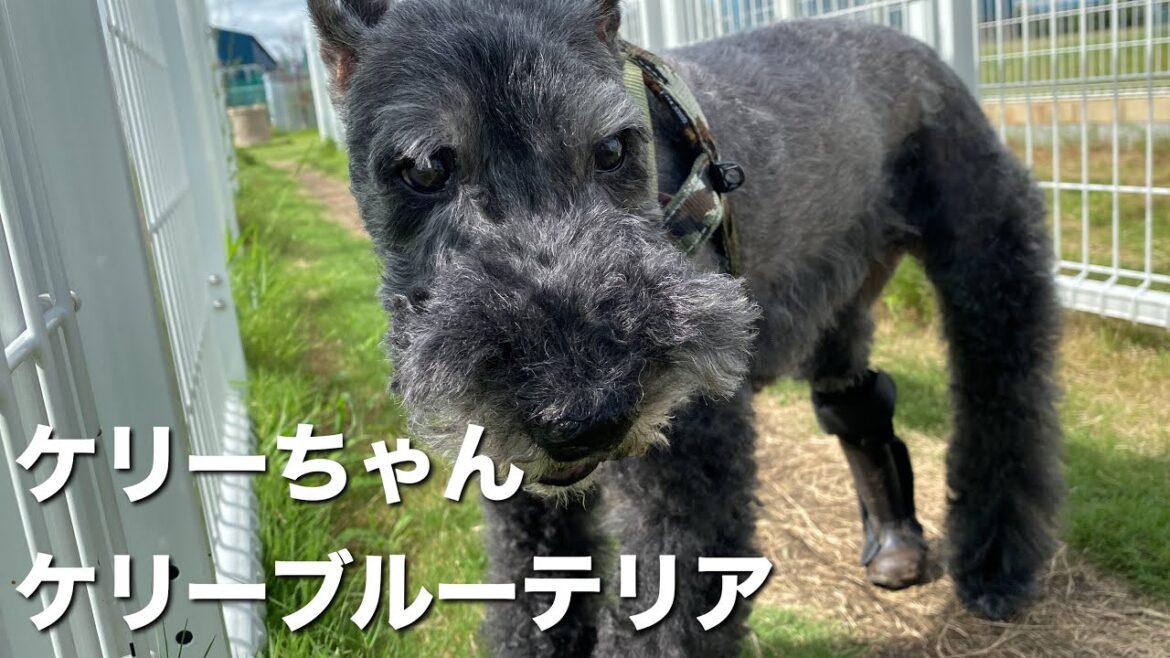 ケリーブルーテリア　ケリーちゃん