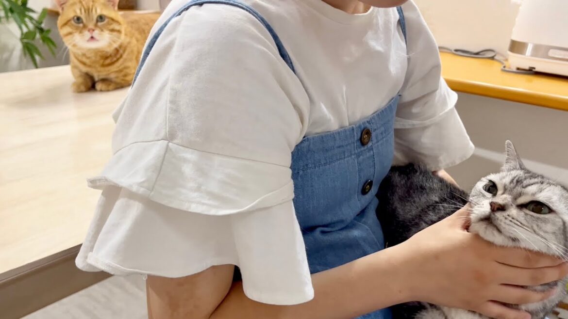初めてのアルバイトでくたくたのねぇねを癒すあいちゃんとスタンバイしてるドクターマンチカン。