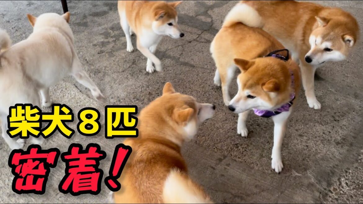 柴犬８匹生活を１日密着したら柴犬独特の天然の可愛さ満載でした！