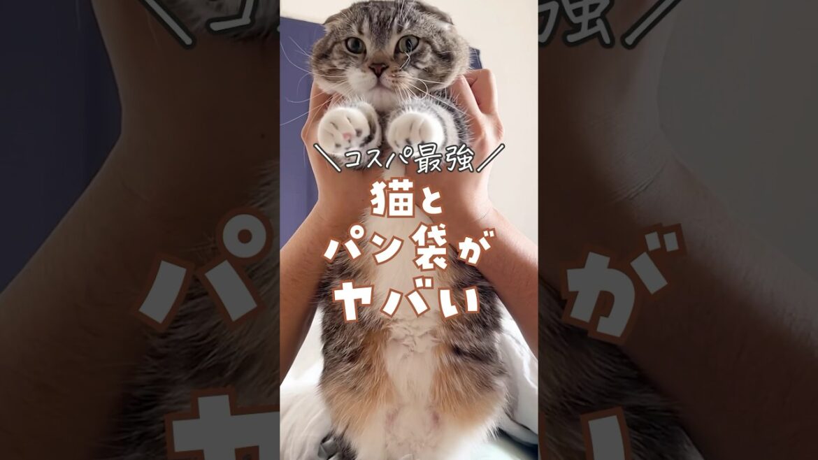 猫がいるうちの必需品はパン袋でした。マジで試して欲しい🥺 #猫 #ダイソー #猫用品 #100均 #