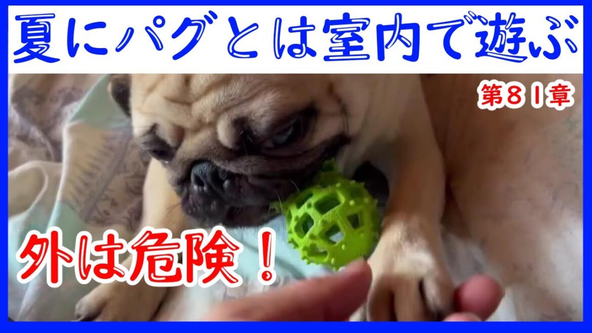 夏の外出には危険が潜む？！パグとは、室内で遊ぼう！！