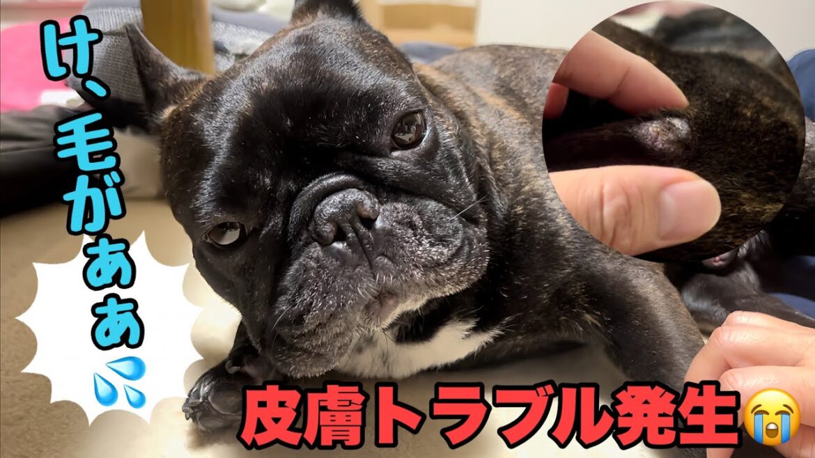 【悲報】愛犬フレンチブルドッグの体に異変が…