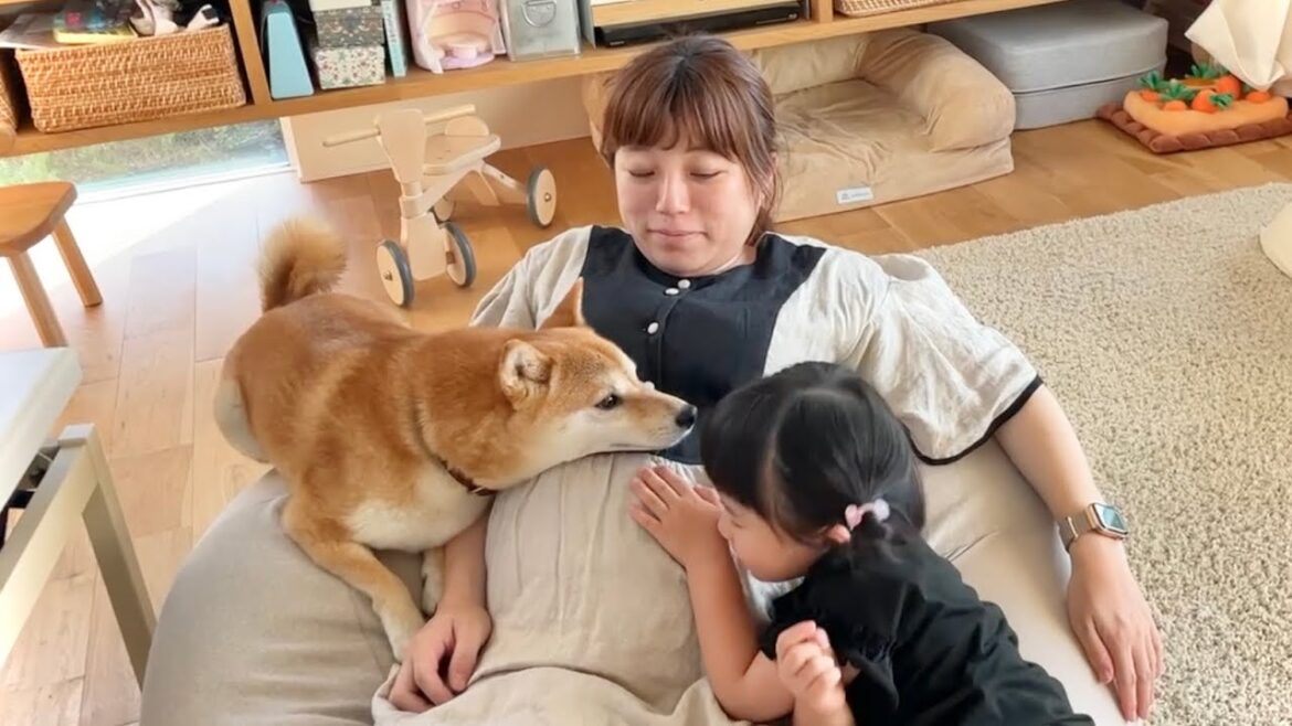 お腹の赤ちゃんに話しかけてるとちゃっかりセンターに君臨してくる柴犬