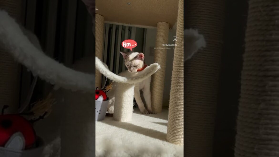 Devon Rex Cat - Seriously? Is it because of that? え〜、それのせい？🙄😂