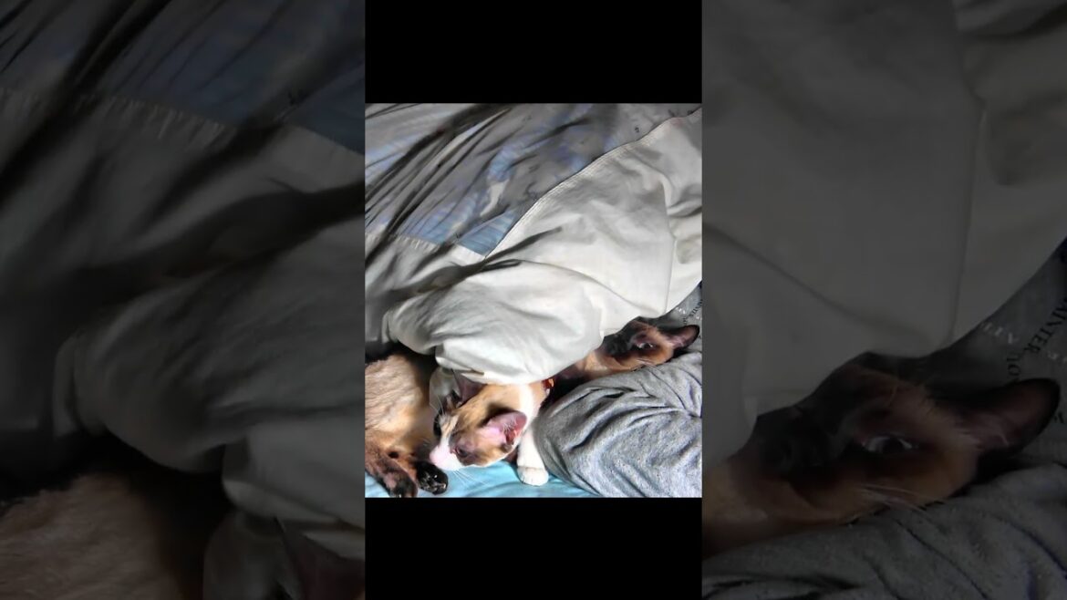 飼い主のイビキにびっくりして起き上がるシャム猫姉妹 #Shorts