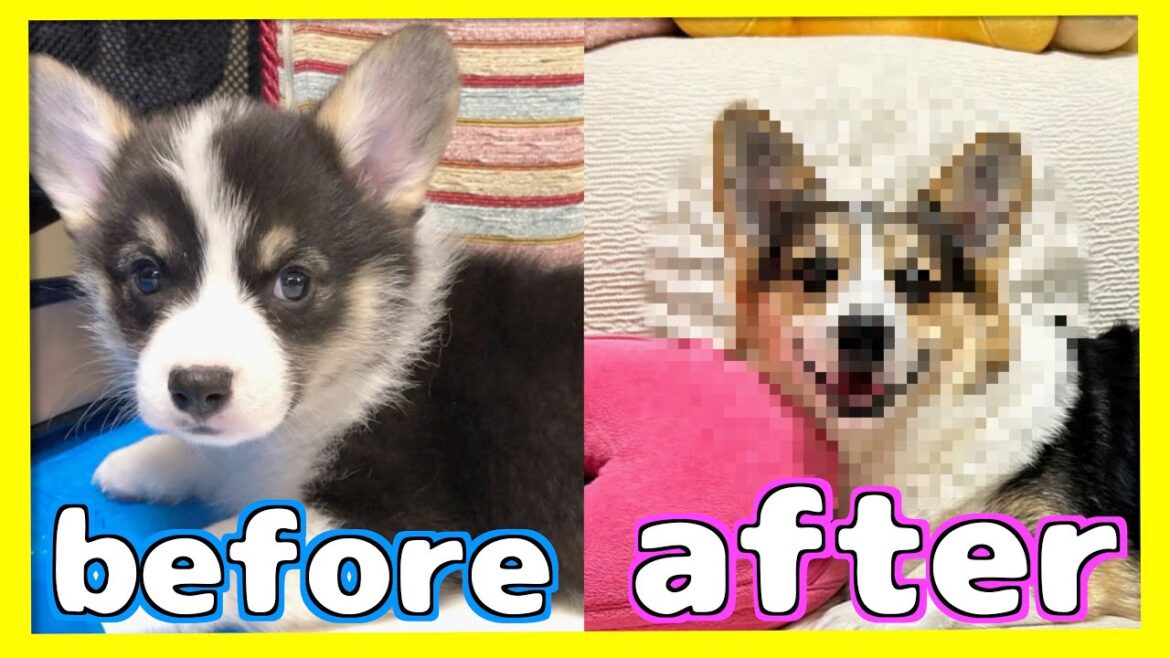 【成長】世界一変化した犬⁉️ The cutest grown dog in the world.