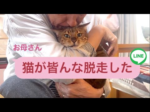 実は実家猫が全員脱走していた事を報告します 実は実家猫が全員脱走していた事を報告します