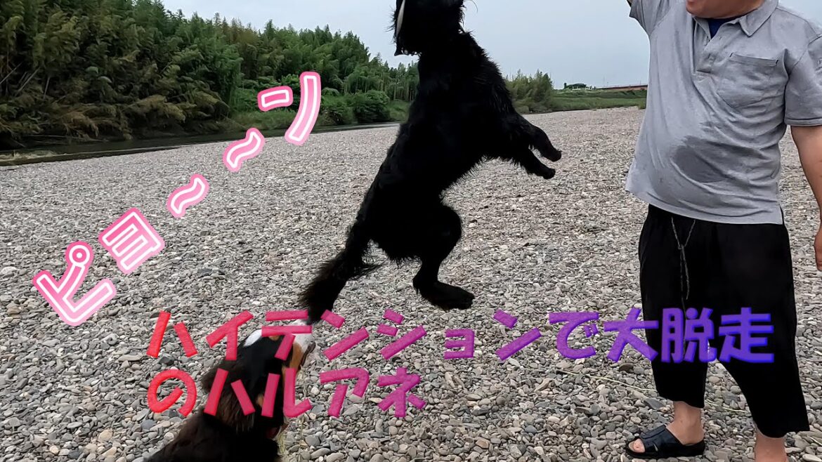 ハイテンションで大脱走のハルとアネラ #バーニーズマウンテンドッグ #フラットコーテッドレトリバー