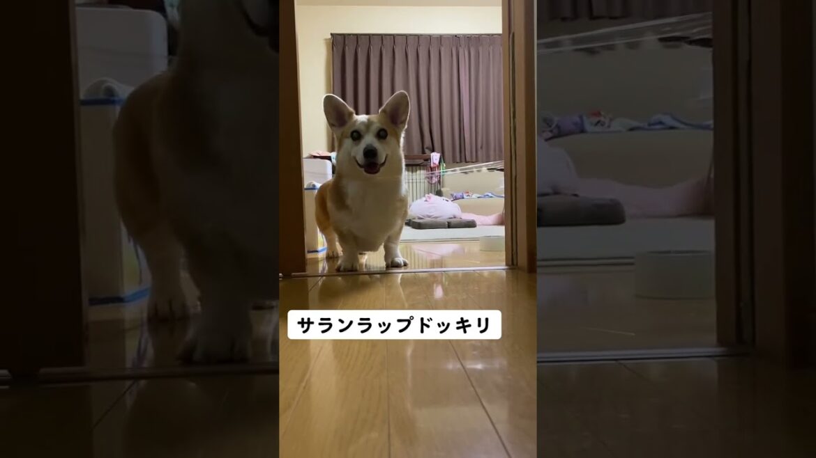 サランラップドッキリ！さすがすぎる😂 #コーギー #くきたん