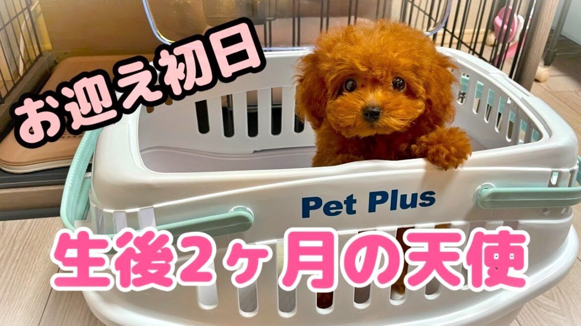 【お迎え初日】生後2ヶ月半のトイプードルの子犬をお迎えしました！
