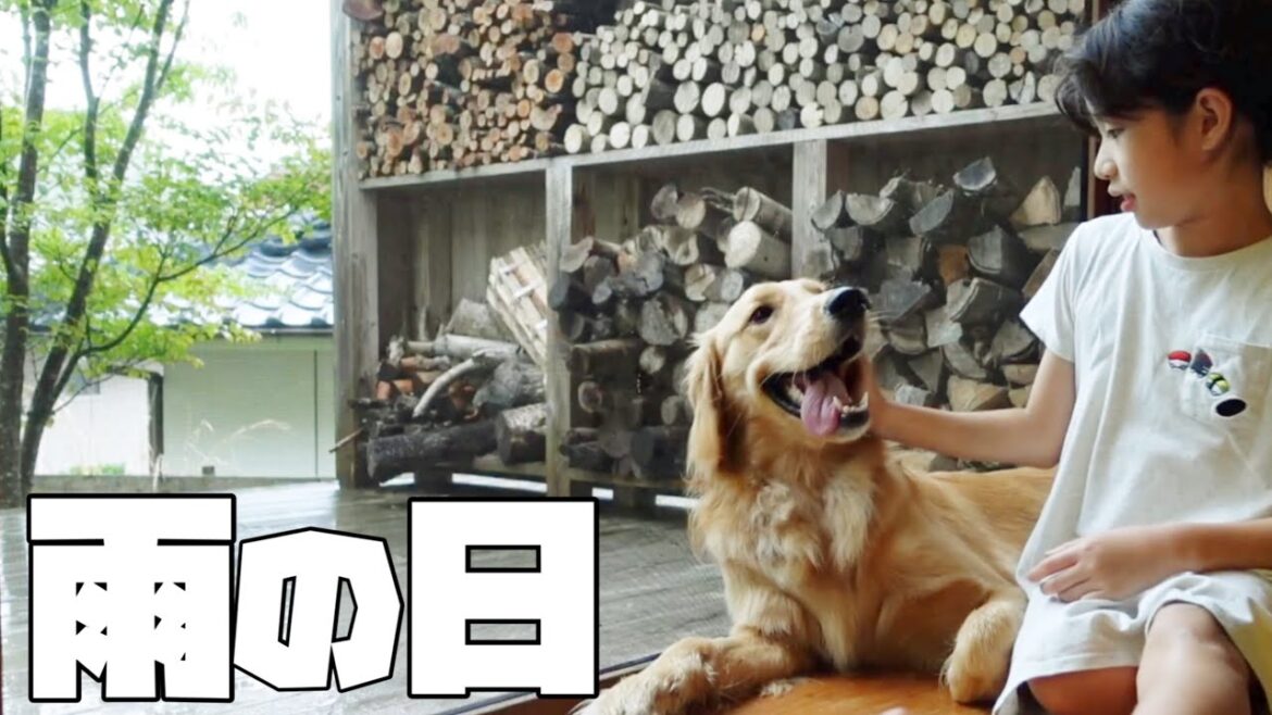 【大型犬1歳のいる生活#14】愛犬とのんびり過ごす梅雨の1日