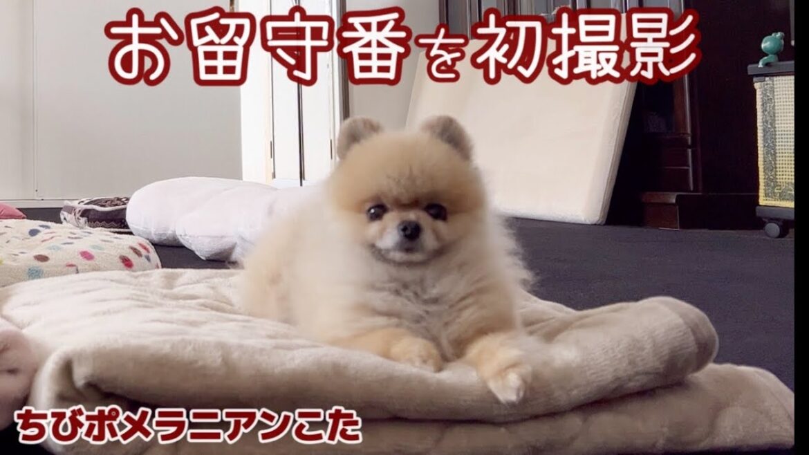甘えん坊のちびポメラニアンのお留守番の様子が予想外だった