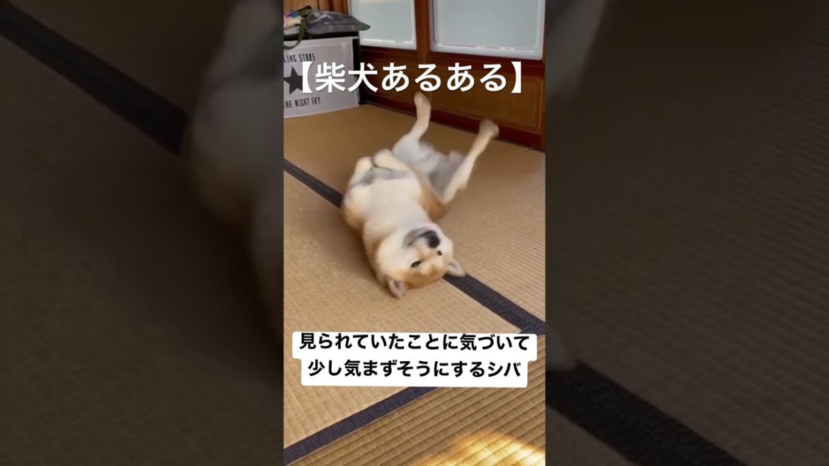【柴犬あるある】見られていたことに気づいて、少し気まずそうにするシバ