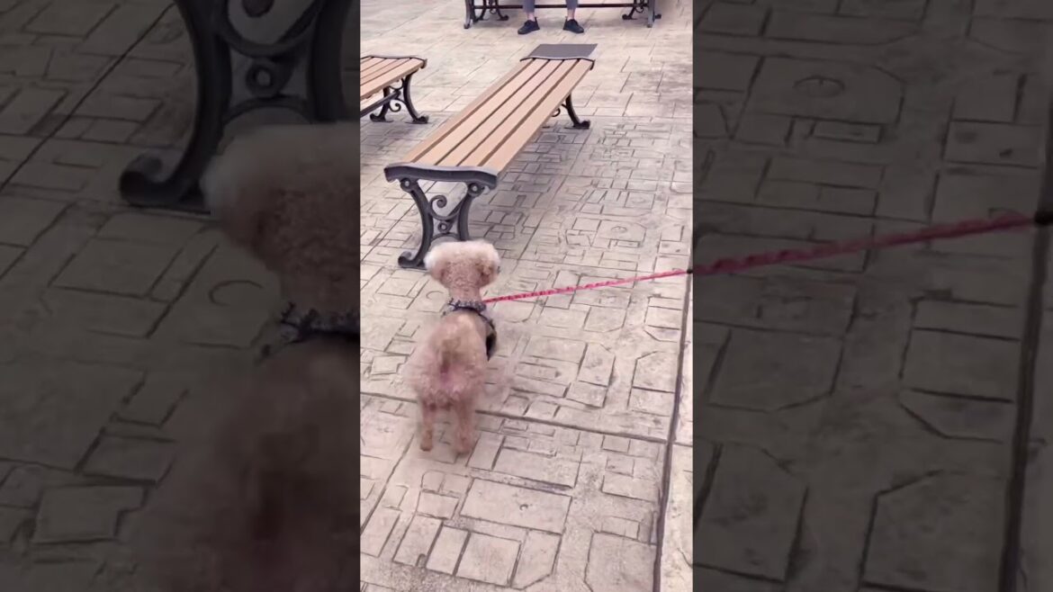 アウトレットに来たぞ！　#shorts #トイプードル #かわいい #犬 #toypoodle #cute #dog