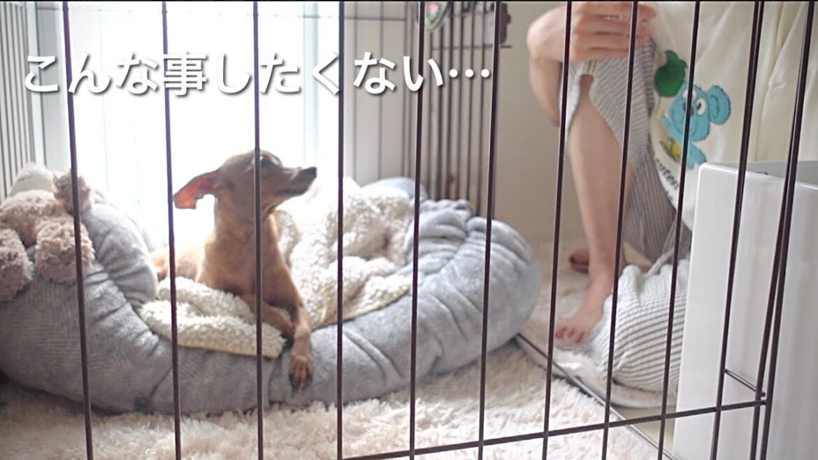 大嫌いなゲージ、ツラい記憶があるのに涙をみせない子鹿犬とこれからについて【ミニピン／元保護犬】