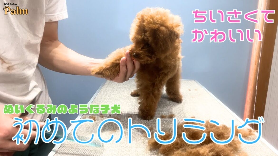 ぬいぐるみみたいなトイプードル子犬の初めてのトリミング！！