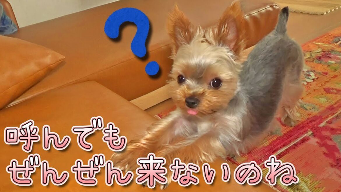 【ヨークシャテリア】呼んでも来ないけど甘えん坊のヨークシャテリア【Yorkshire Terrier】