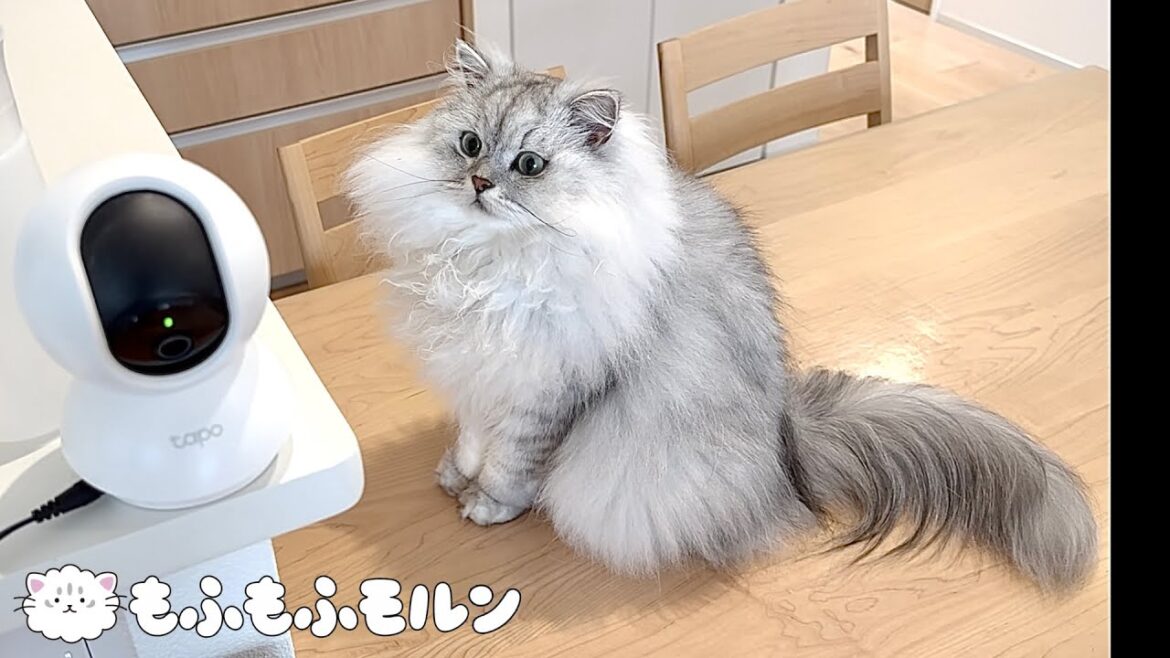 留守番中の猫がペットカメラに…【サイベリアン】
