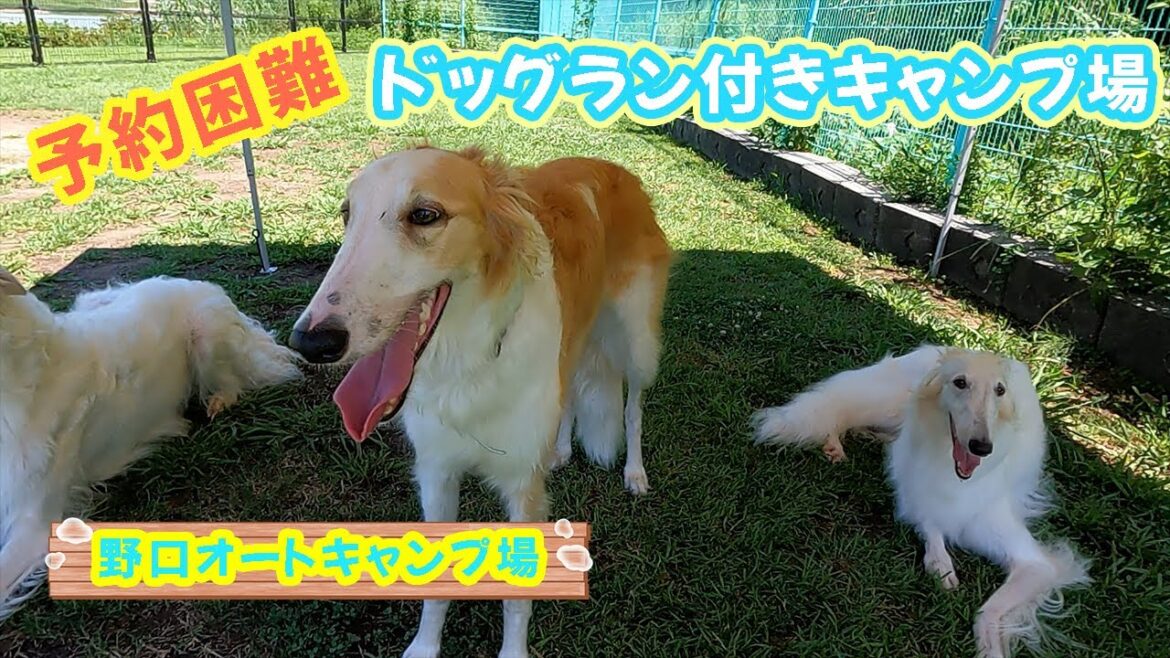 ボルゾイ友達とキャンプ！大人気ドッグラン付きキャンプ場【野口オートキャンプ場】関西No1