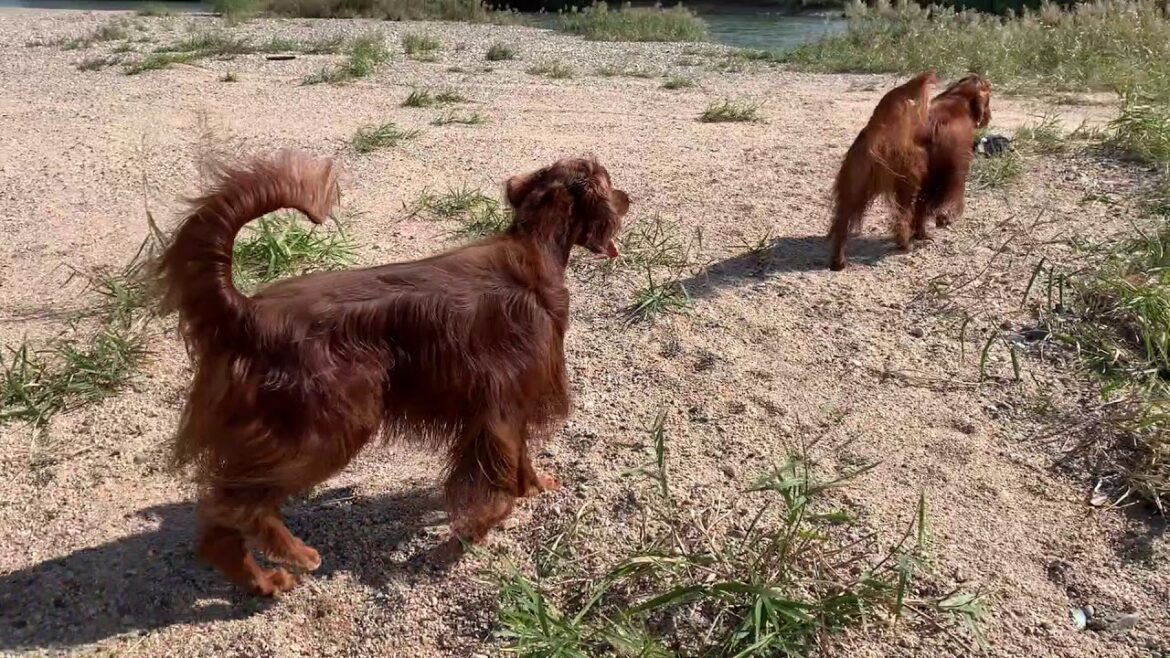 【大型犬の遊び】石を運ぶ大型犬アイリッシュセター