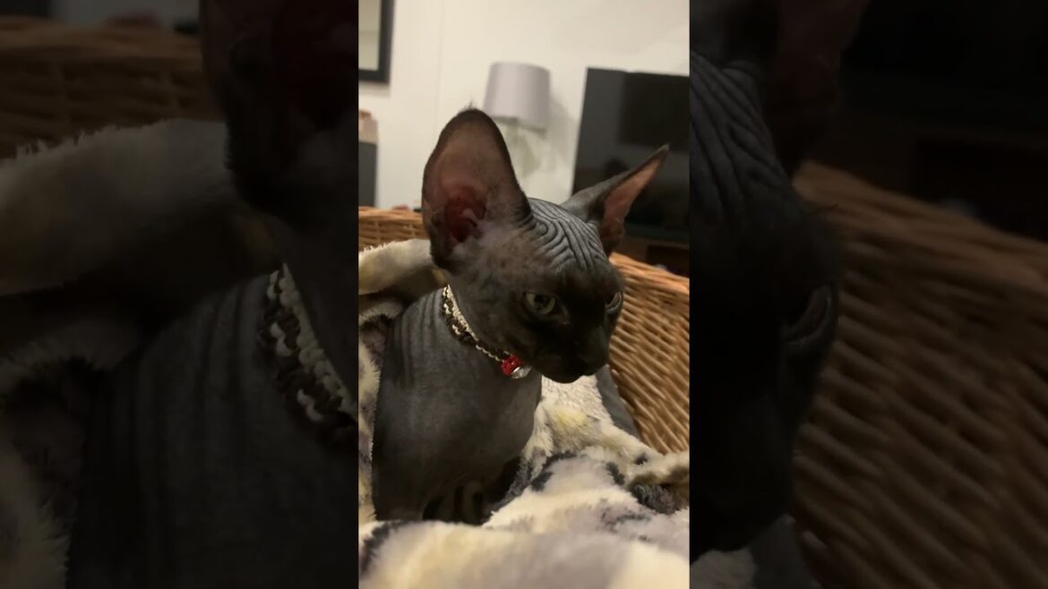 A dormir…. 🐈‍⬛ #gatostiernos #shortcat #shortviral #devonrexcat #gatosgraciosos #gatos