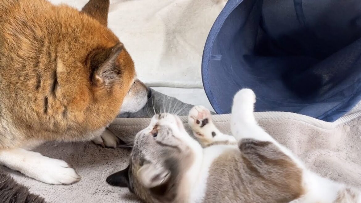 猫たちが安全に遊べるように見守っていた柴犬が途中から睡魔との戦いになり移動した先は…笑