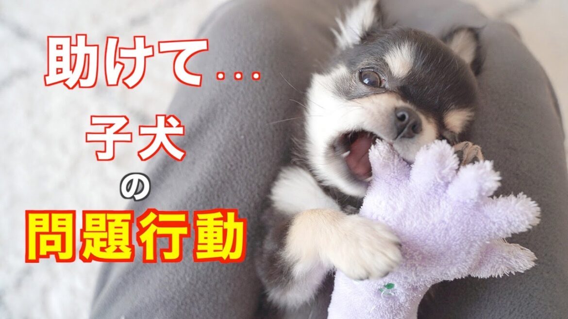 お迎えしたばかりの子犬の問題行動に困っています！【極小チワワ・悩み・しつけ・対処法】