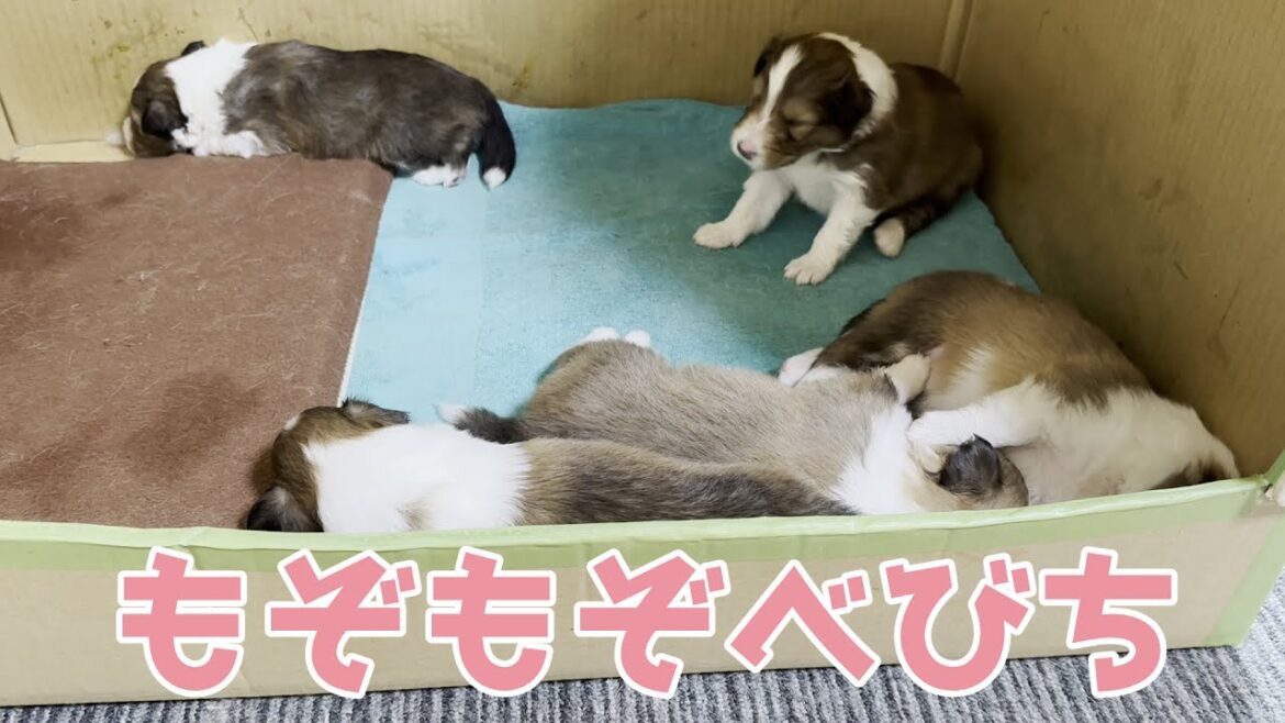 【シェルティ】もぞもぞべびち🐾【元気いっぱい】