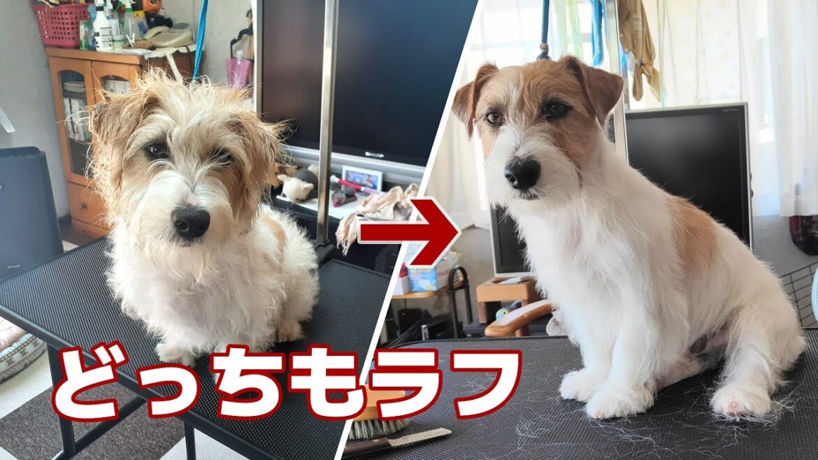 ジャックラッセルテリアのラフってどんな犬？