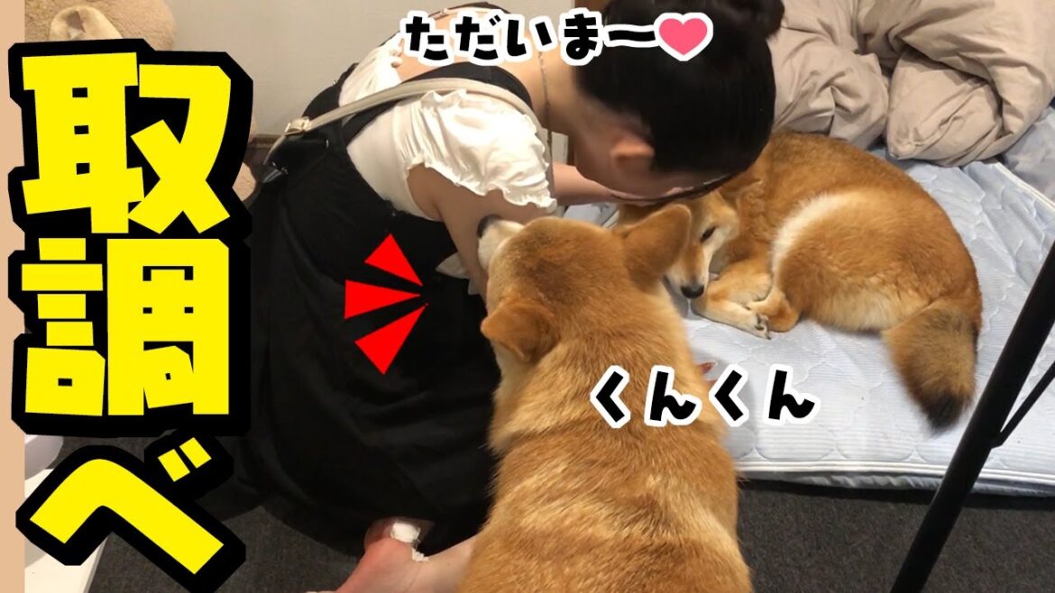 ［闘病98日目］夏祭りで夜に帰宅した娘を心配する柴犬姉妹