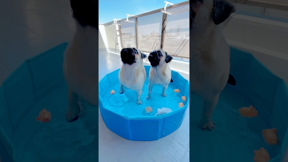 [パグ]オヤツ取り名犬🫧ﾌﾞｸﾌﾞｸ (snack in the pool) #shorts