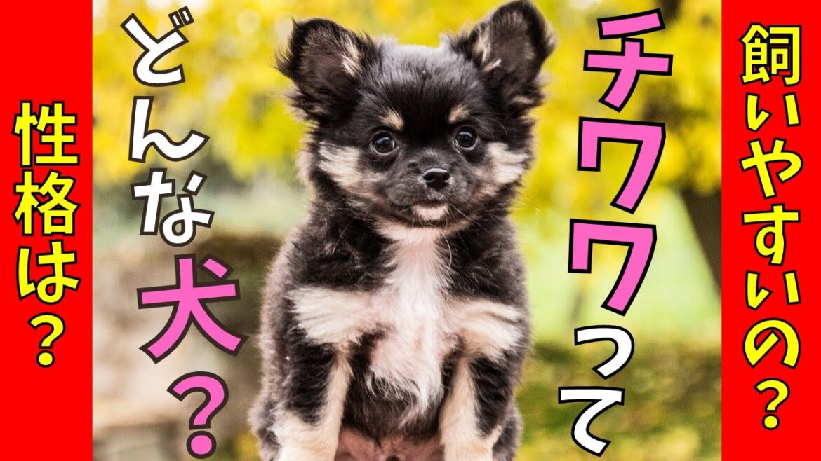 【徹底解説】チワワの特徴・性格・飼いやすさなどペットショップ店長が教えます