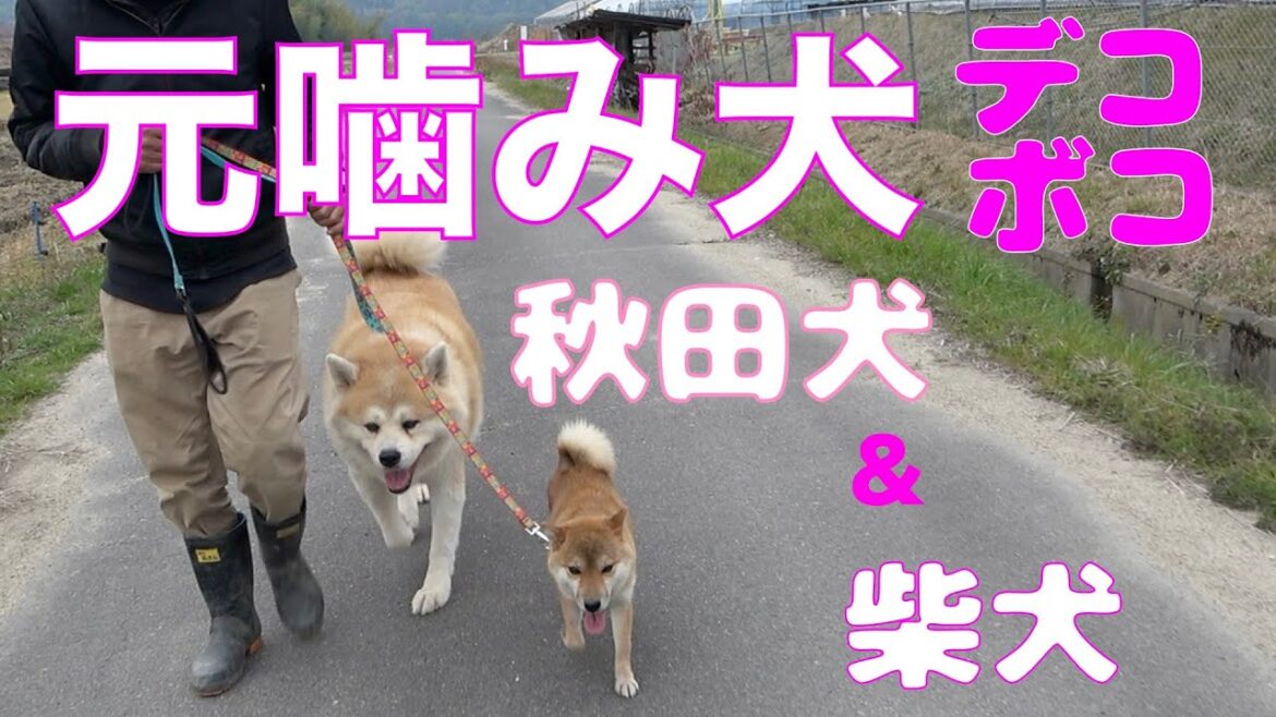 元噛み犬秋田犬アキラと柴犬ねねちゃんデコボコ散歩！
