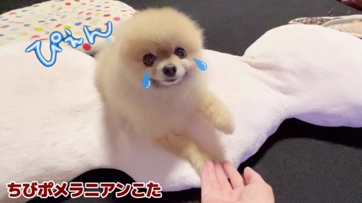 足を痛めたちびポメが健気に目で訴える姿が可愛い過ぎた 足を痛めたちびポメが健気に目で訴える姿が可愛い過ぎた