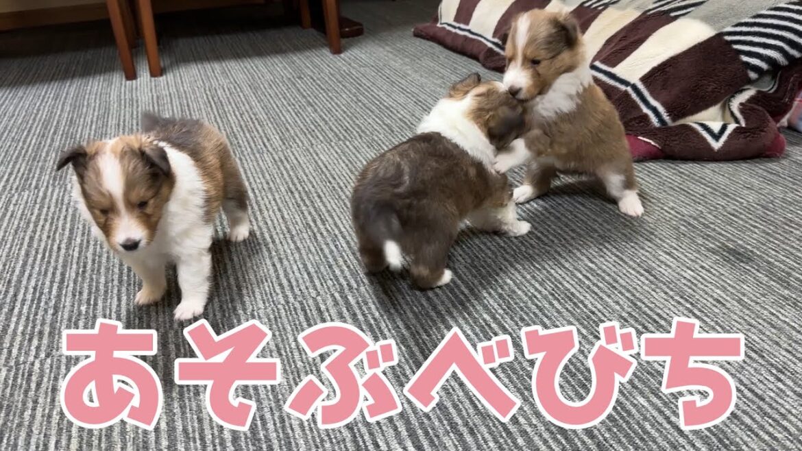 【シェルティ】あそぶべびち【楽しいね】