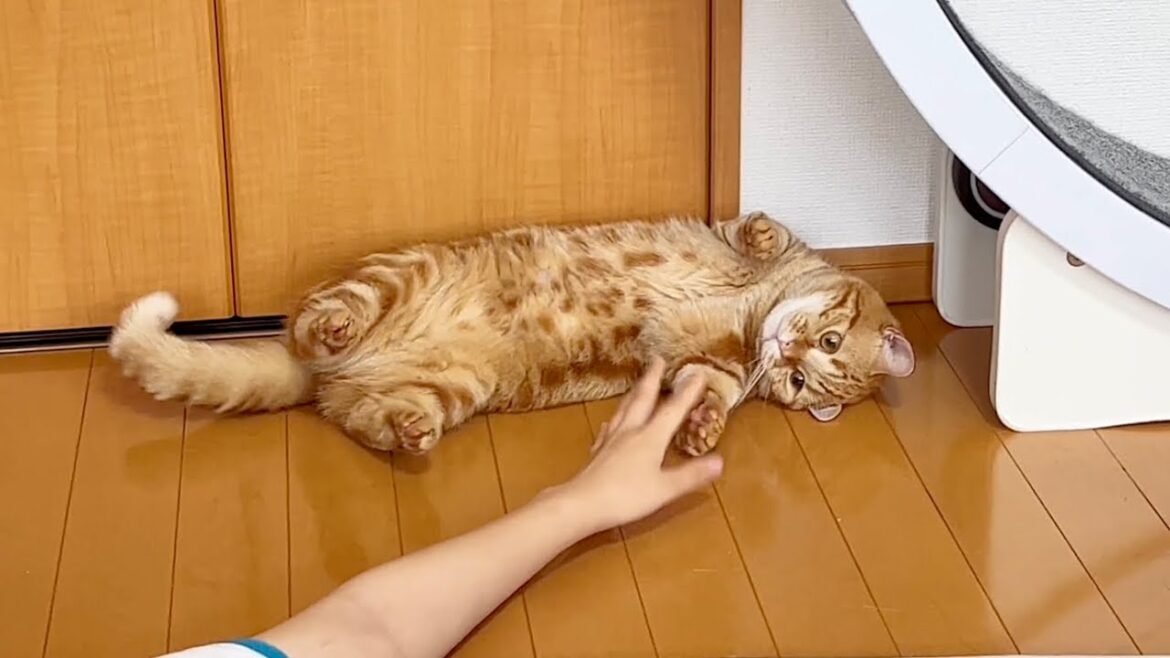 ドクターマンチカンちゃび先生、出動！！