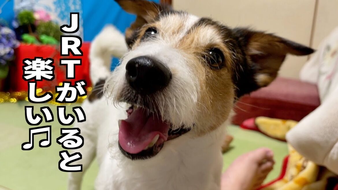 ジャックラッセルテリアがいる楽しい時間