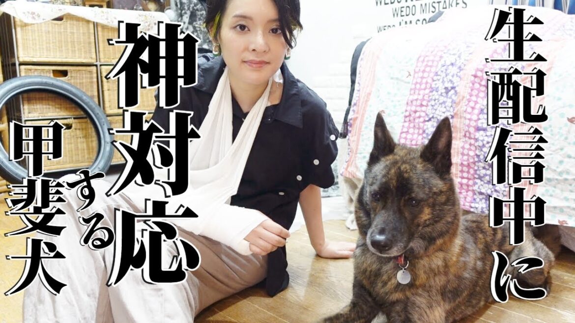 生配信中に視聴者と主に神対応する甲斐犬！【切り抜き】【甲斐犬・柴犬】