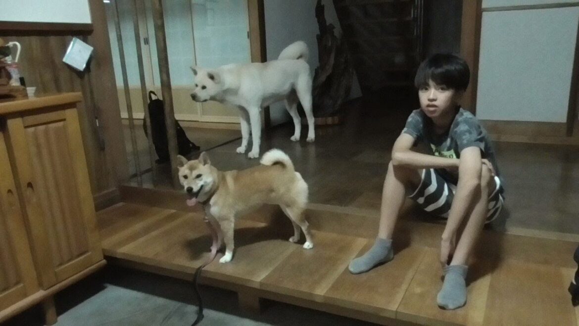 【秋田犬ゆうき】玄関で雨音を聞きながら寝てたらお兄ちゃんたちが来て一気に目が覚める【akita dog】