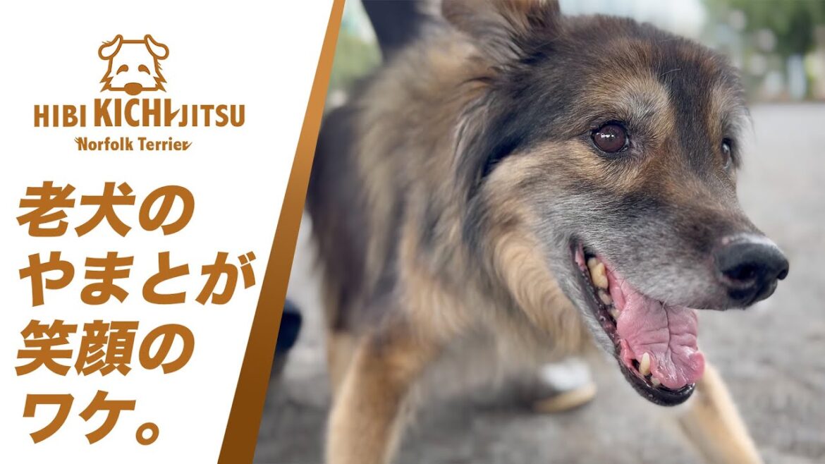 シニア犬「大和」がいつも笑顔の訳 【rescuedog  dog ノーフォークテリア norfolkterrier 】