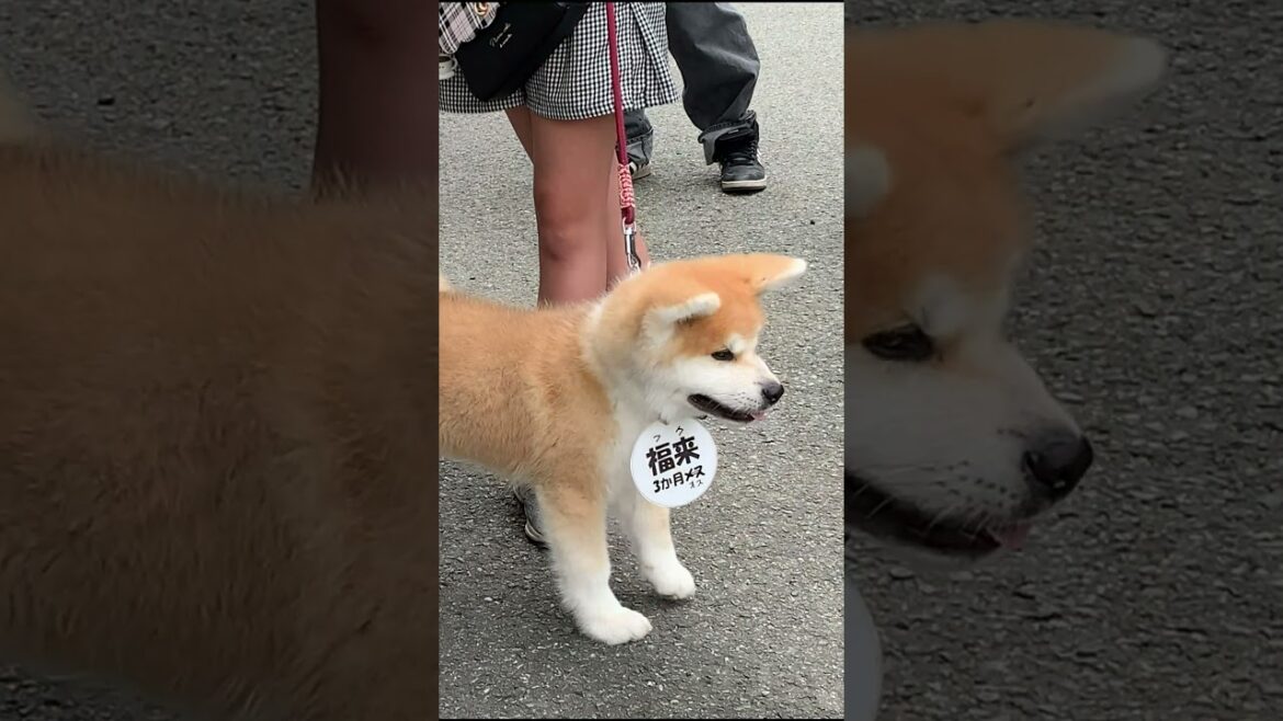 秋田犬の子犬さくらちゃん。可愛いだけじゃない、私だって強いよ。