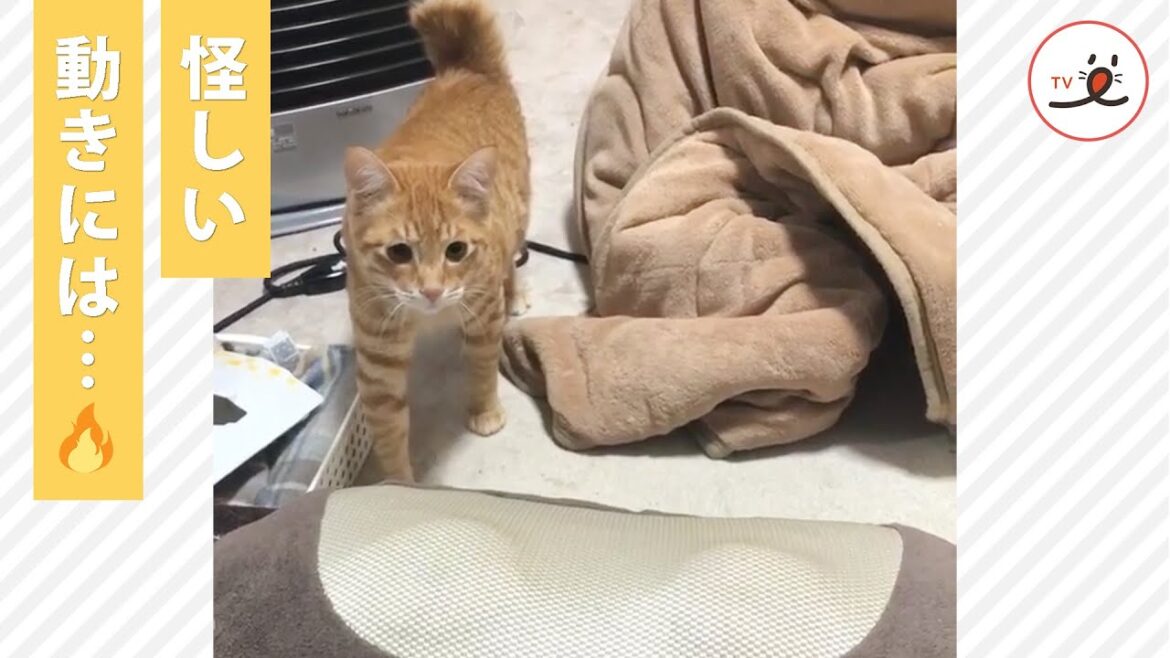 高速猫パンチが炸裂‼️ マッサージ機VSニャンコの対決…💥🥊【PECO TV】