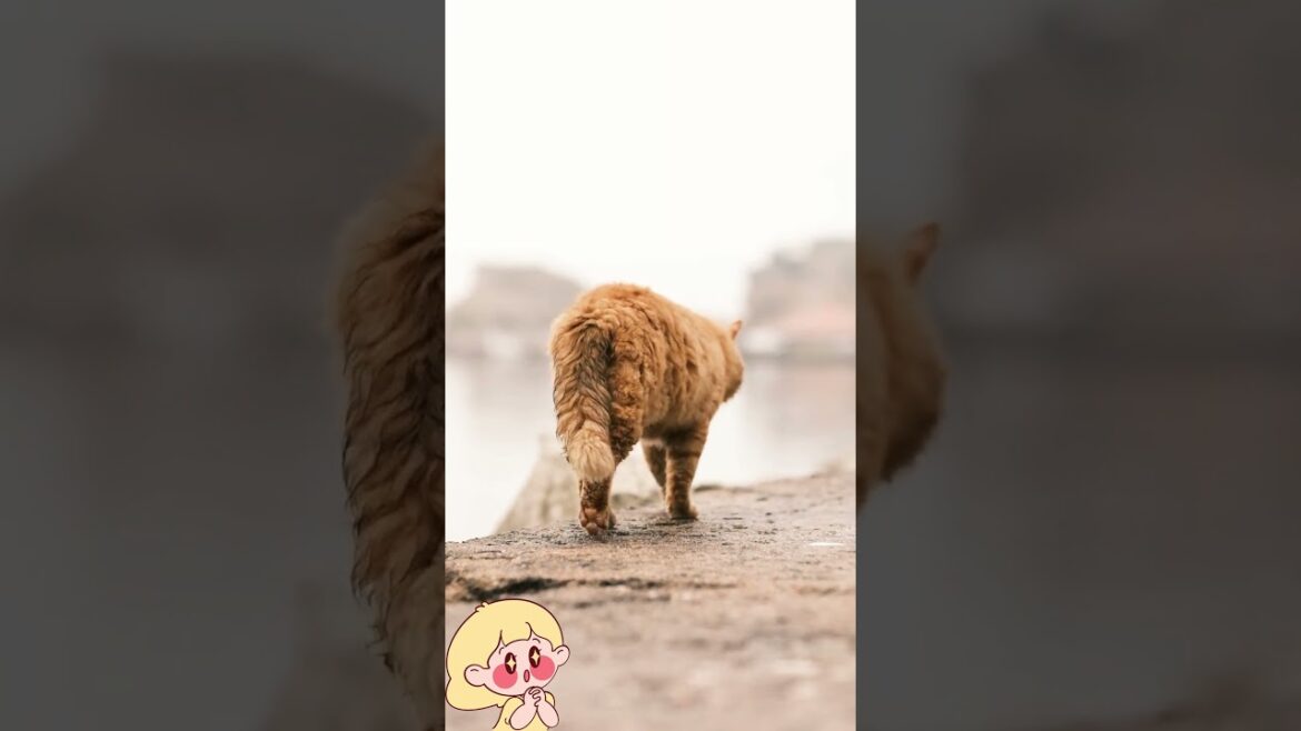 Brown Cat #shorts