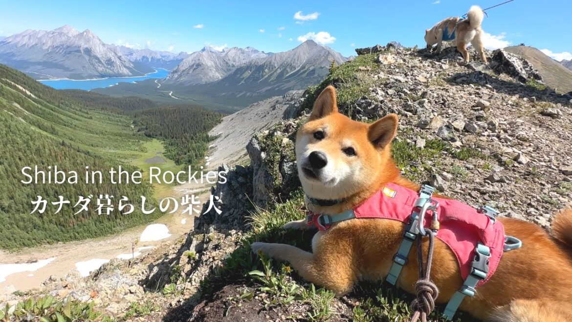 絶景地に来ると下界を見渡さずにはいられない山好きの柴犬【4K】