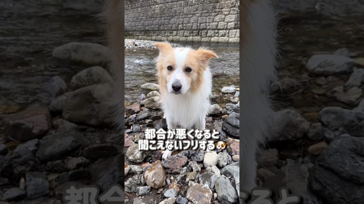 都合の悪い言葉だけ聞こえなくなってしまう犬…【ボーダーコリー】#shorts 都合の悪い言葉だけ聞こえなくなってしまう犬...【ボーダーコリー】#shorts